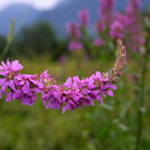 RiedKoblach12.jpg