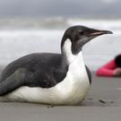 Kaiserpinguin Luckyfeet in Neuseeland