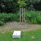 Freundschaftsbaum Hard