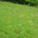 Orchideenwiese 11_6_2011 DSCN0220.JPG