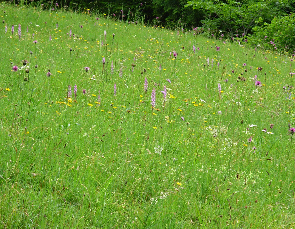 Orchideenwiese 11_6_2011 DSCN0220.JPG