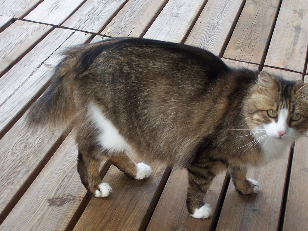 100B0680_JPG-1309019640