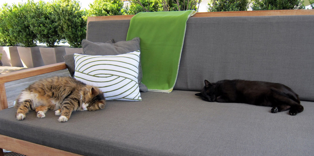 IMG_1738_JPG-1309019670