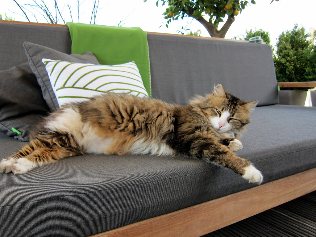 IMG_1739_JPG-1309019705