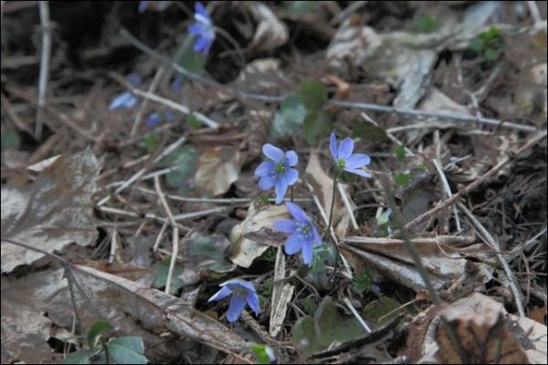 Erste Frühlingsboten am Weg