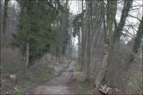 Romantischer Waldpfad