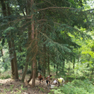 Wanderweg Haggen Neue Schanze NEU 2011 _12__jpg-1309110668