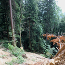 Wanderweg Haggen Neue Schanze NEU 2011 _25__jpg-1309110937