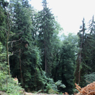 Wanderweg Haggen Neue Schanze NEU 2011 _30__jpg-1309111044