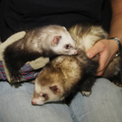 Frettchen zu vermitteln! 