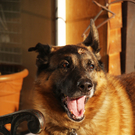 Vermittlungstier Schäfermischling Arco