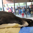 Kaiserpinguin "Happy Feet" operiert