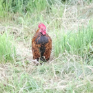 normal_30062011brandffaktivnews_065.jpg