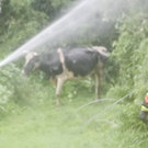 normal_30062011brandffaktivnews_143.jpg