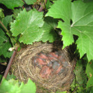 IMG_8807_JPG-1309685212