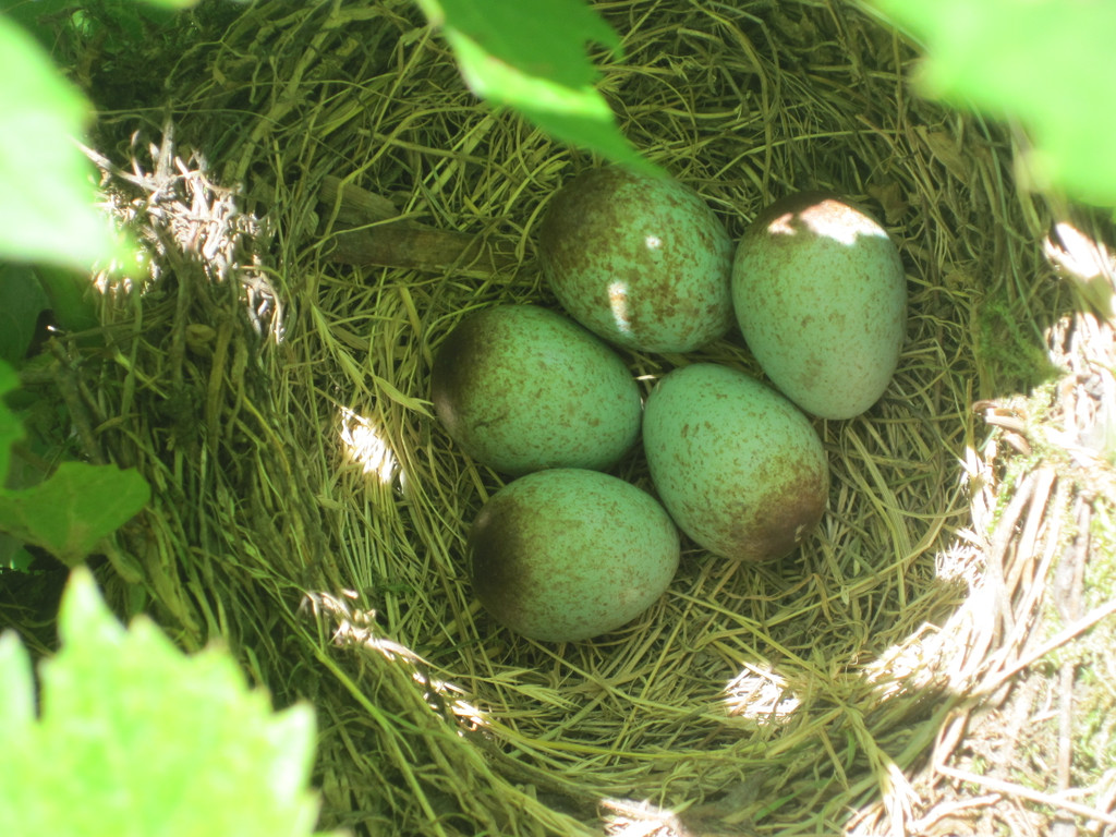 IMG_8646_JPG-1309685035