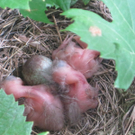 IMG_8756_JPG-1309685057