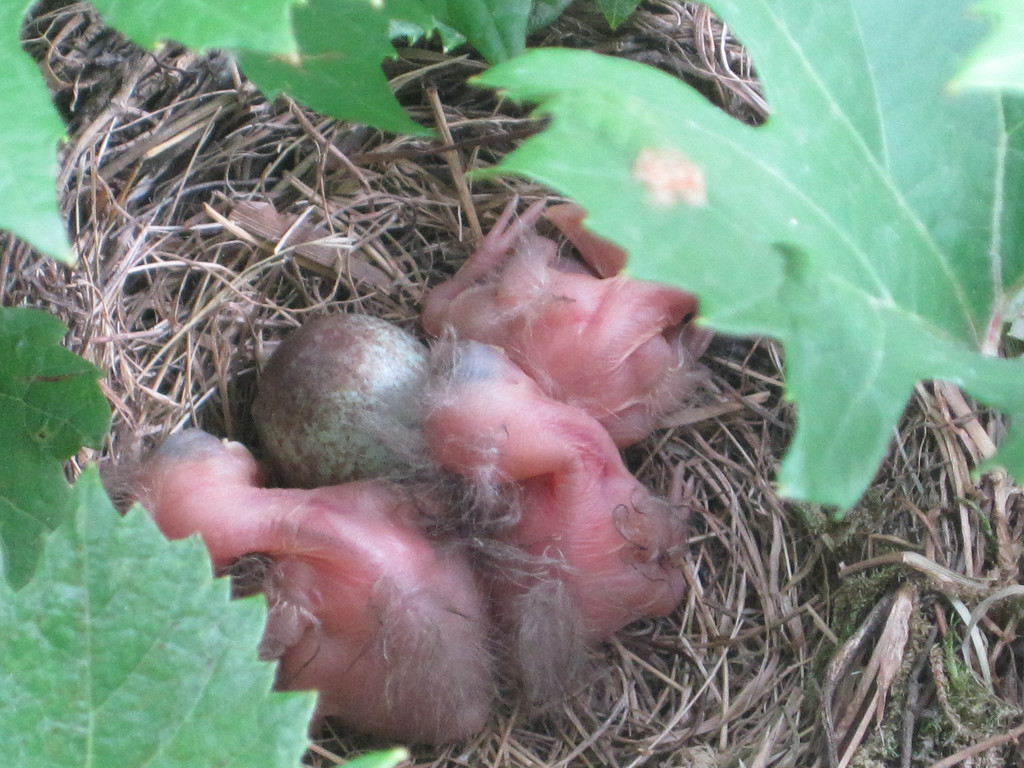 IMG_8756_JPG-1309685057