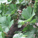 IMG_8753_JPG-1309685081