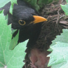 IMG_8755_JPG-1309685093