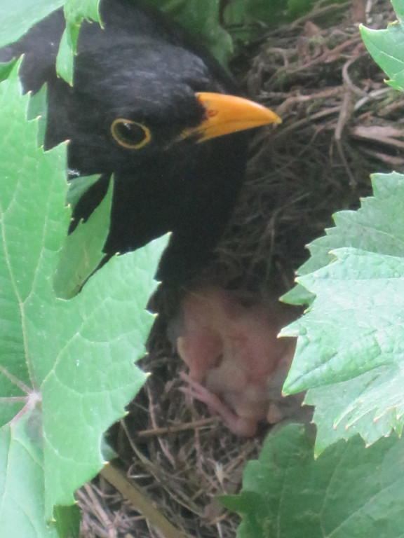 IMG_8755_JPG-1309685093