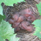 IMG_8760_JPG-1309685134