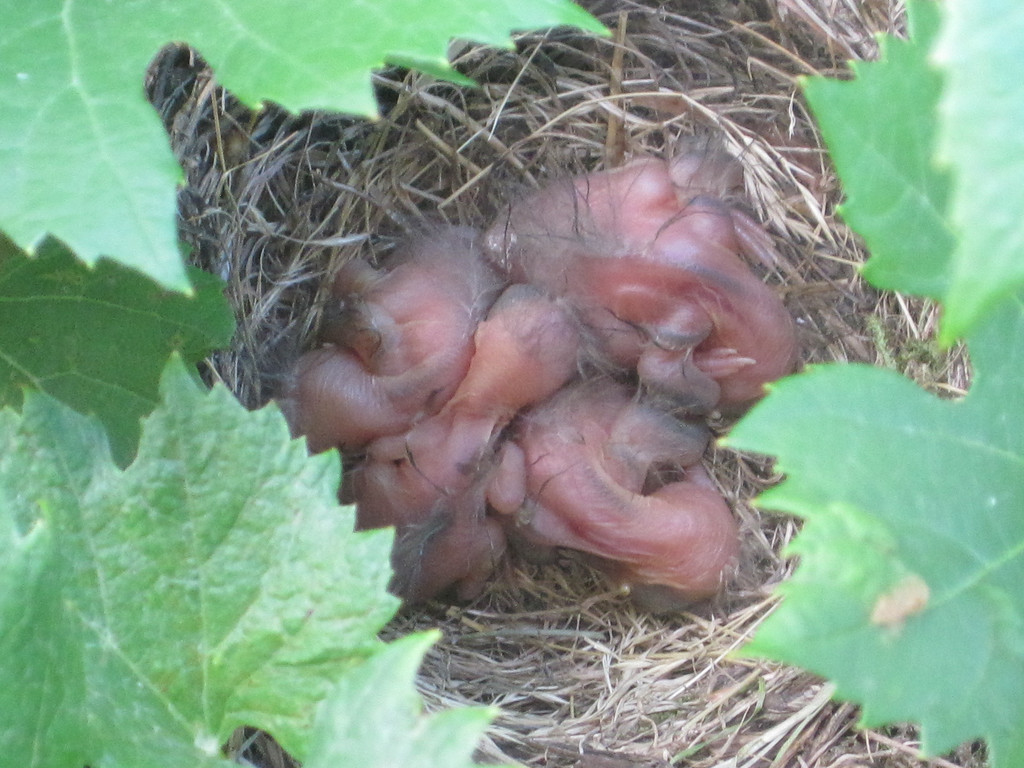 IMG_8760_JPG-1309685134