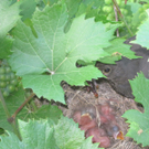 IMG_8761_JPG-1309685154