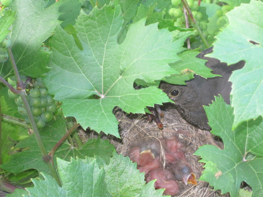 IMG_8761_JPG-1309685154