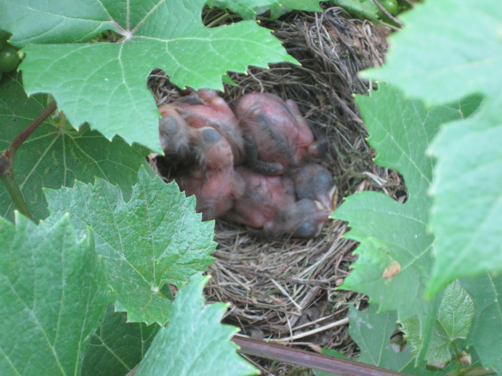 IMG_8767_JPG-1309685172