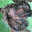 IMG_8809_JPG-1309685189