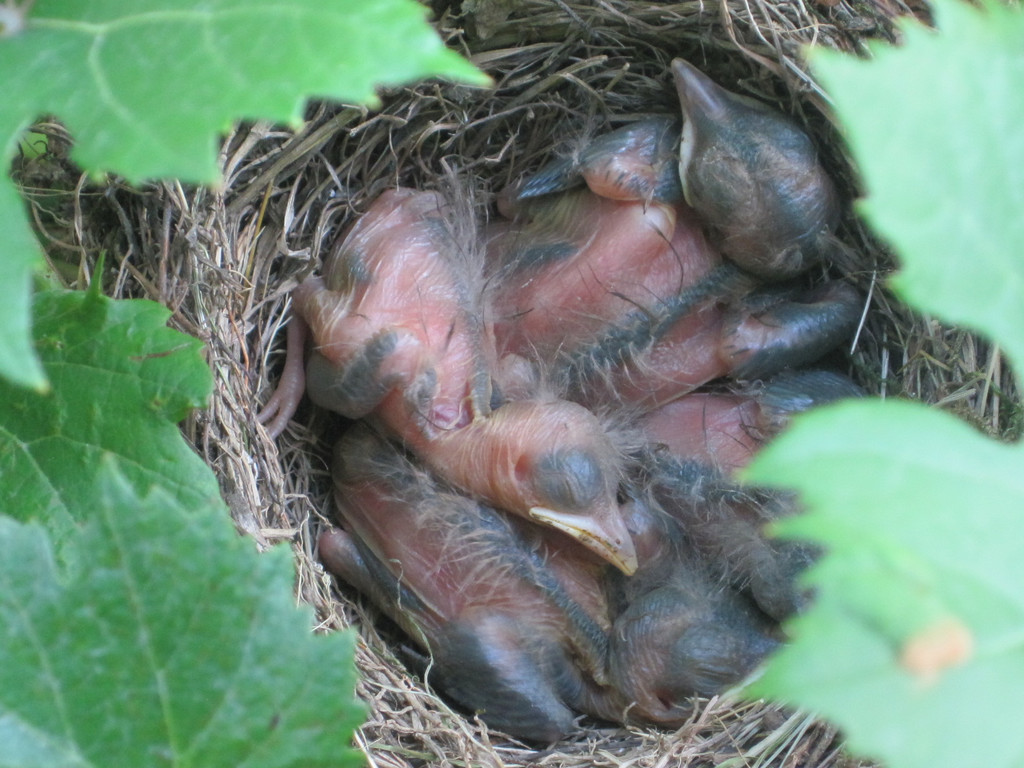 IMG_8809_JPG-1309685189