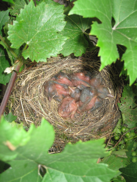 IMG_8808_JPG-1309685234