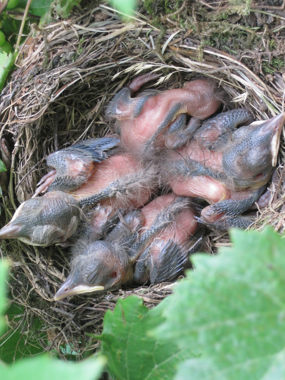 IMG_8869_JPG-1309685260