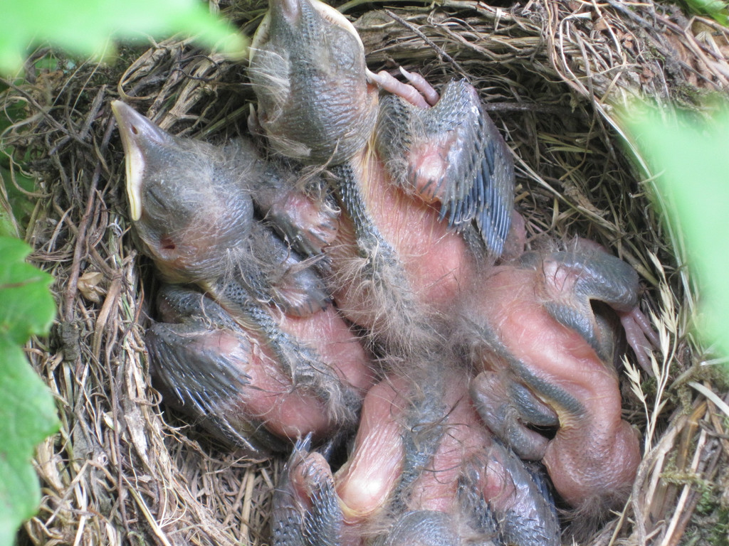 IMG_8868_JPG-1309685286