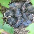 IMG_8930_JPG-1309685292