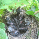 IMG_8939_JPG-1309685297