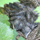 IMG_8934_JPG-1309685302