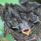 IMG_8950_JPG-1309685307