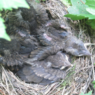 IMG_8957_JPG-1309685321