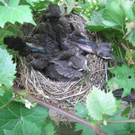 IMG_8956_JPG-1309685326