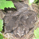 IMG_8960_JPG-1309685346