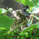 IMG_9054_JPG-1309685426