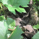 IMG_9051_JPG-1309685430