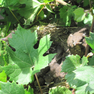 IMG_9052_JPG-1309685436