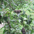 IMG_9069_JPG-1309685454