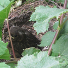 IMG_9071_JPG-1309685459