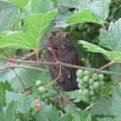 IMG_9067_JPG-1309685463