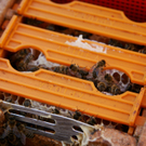 DSC05607_JPG-1309691431