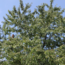 IMG_6869_jpg-1309697043